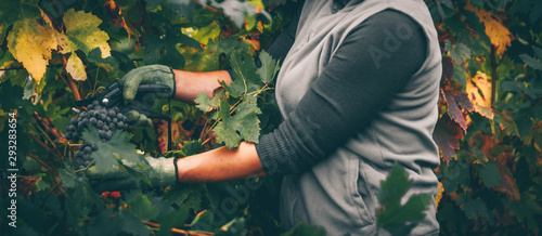 Fotografi Grapes in hand, harvest in autumn.