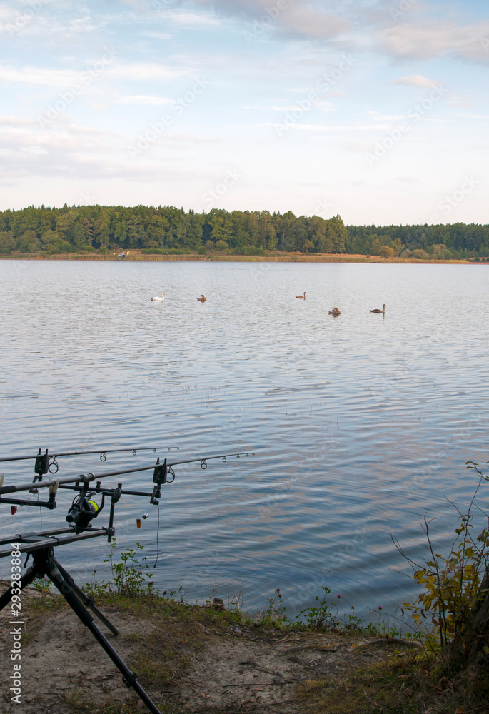 Obraz premium white swans with small swans on the lake