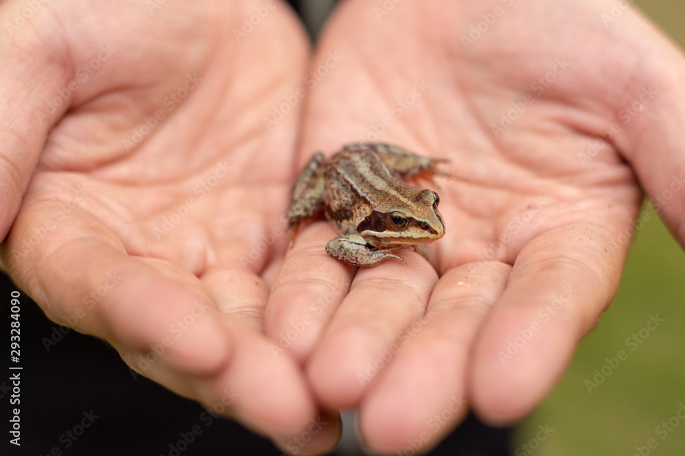 Hand holds a green frog. Hand holds a green frog.