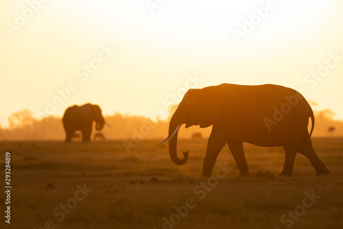 African elephants with Setting sun at Amboseli National Park Kenya Africa