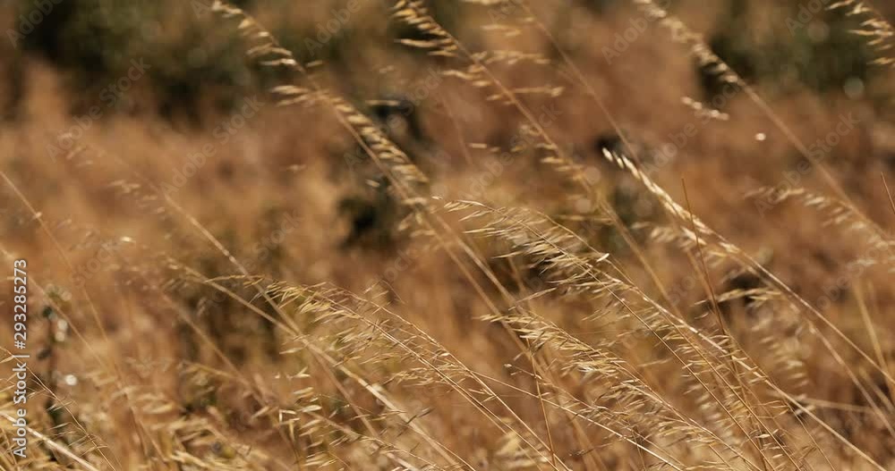 Grass and flowers swayed by the wind on a blurred background, under the sunset. Grass meadow in the countryside in autumn - close-up view - environmental and nature concept Grass and flowers swayed by the wind on a blurred background, under the sunset. Grass meadow in the countryside in autumn - close-up view - environmental and nature concept