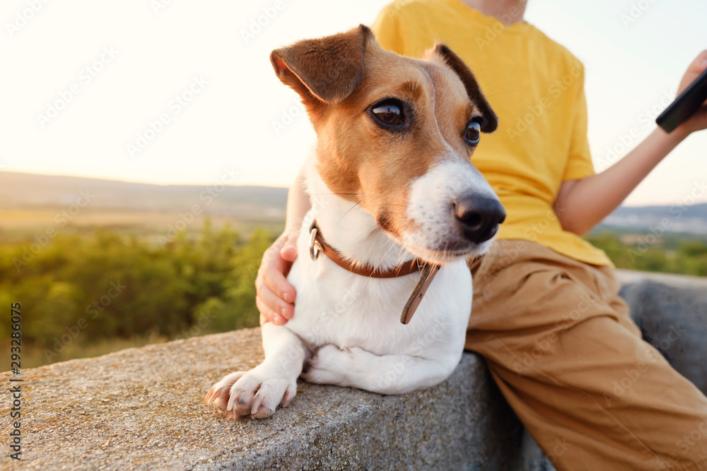 A boy in an orange t-shirt is sitting on an old cement fence with his dog of breed Jack Russell Terrier against the backdrop of the sunset of the orange sun and rays in a green field. Child with a dog