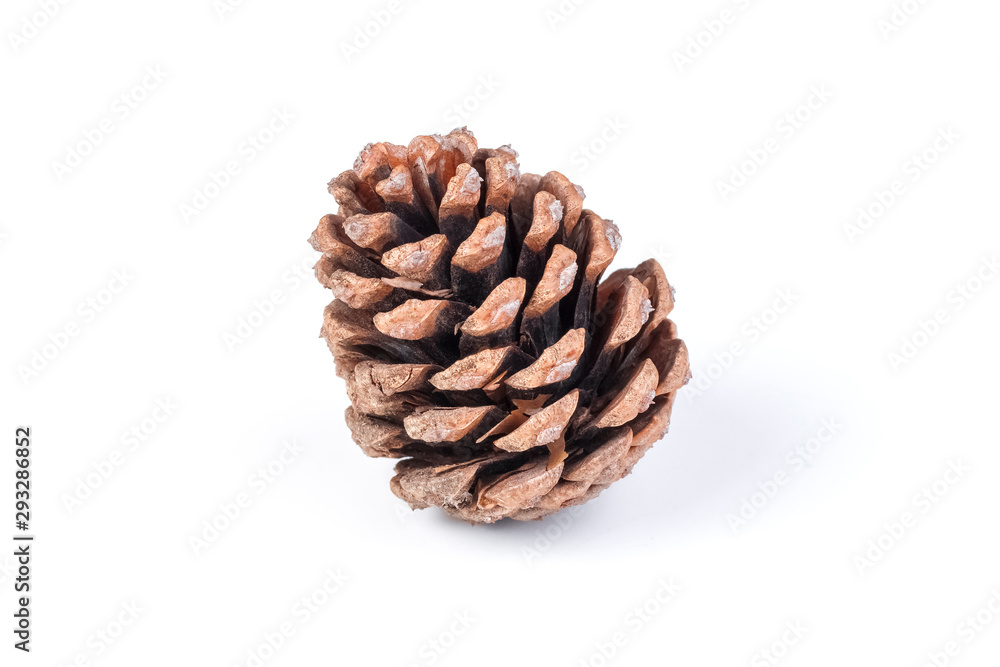Beautiful brown pine cone or cone of another coniferous tree isolated on white background Beautiful brown pine cone or cone of another coniferous tree isolated on white background