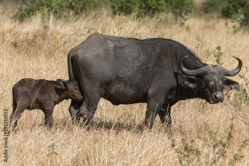 Cape buffalo mother and baby seen at Masai Mara Game Reserve,Kenya,Africa