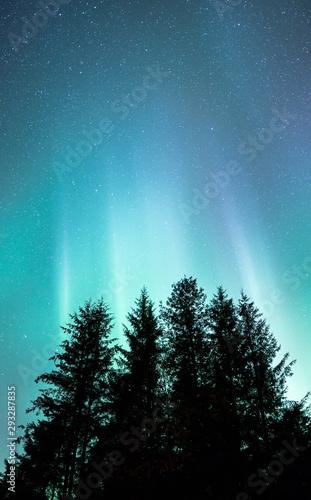 Northern Light over Alaskan forest