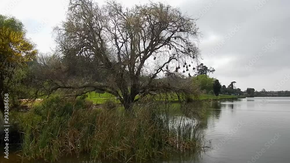 Tree with birds nests at the edge of a lake. Tree with birds nests at the edge of a lake.