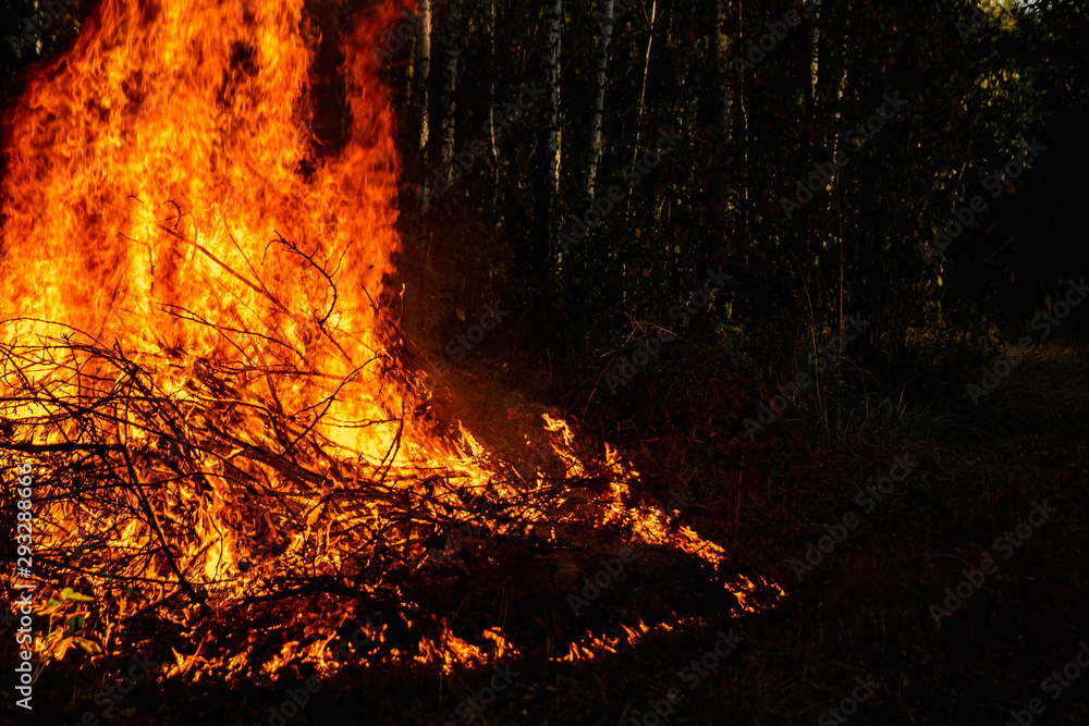 Forest fires, fire in nature, the destruction of tree plants. Forest fires, fire in nature, the destruction of tree plants.