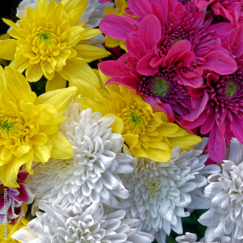 white  yellow and violet colored chrysanthemums top view close up  natural pattern background