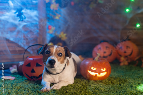 Canvas Print Happy Halloween. Dog Pet Jack Russell Terrier In Costume