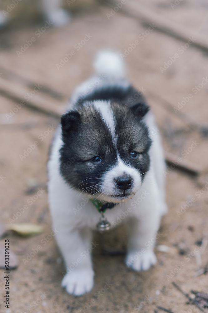 Bangkaew puppy is cute, furry.