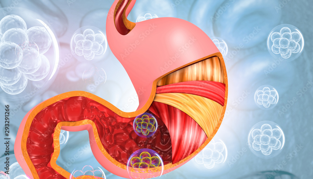 Anatomy of the Stomach. 3d illustration .