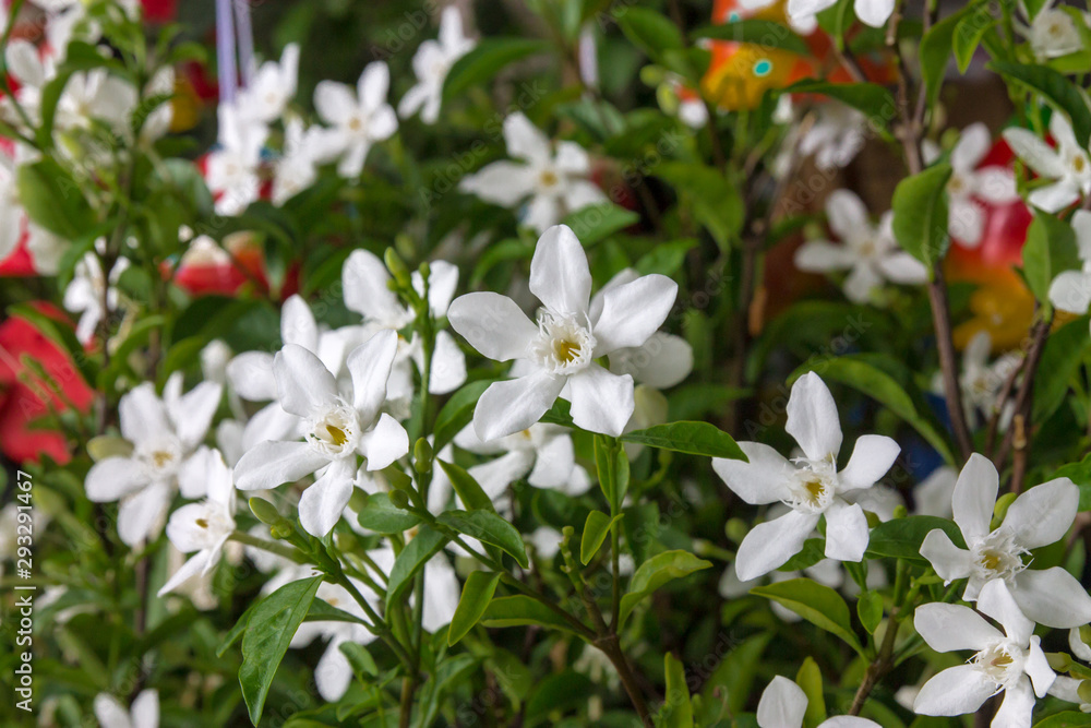 Obraz premium The tree is small with white flowers. Cute and beautiful