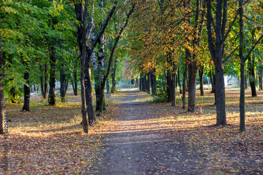 Park in early fall, falling yellow leaves and sunbeams between the leaves