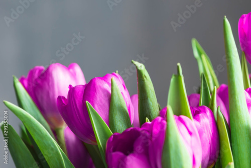 Bouquet of beautiful purple tulips close up. Flower background