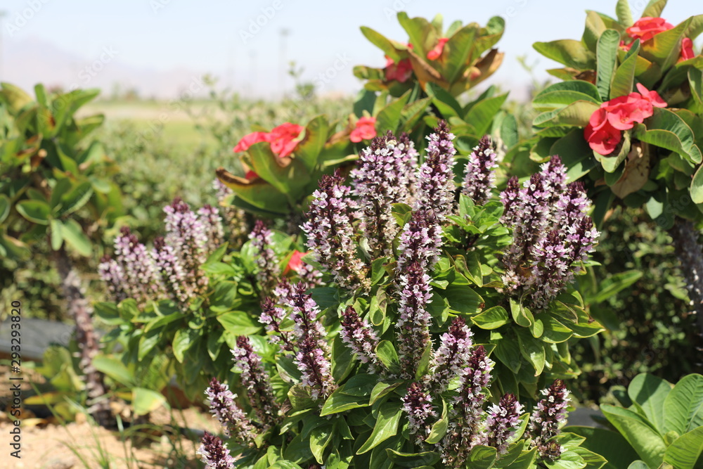 Obraz premium flowers in the garden