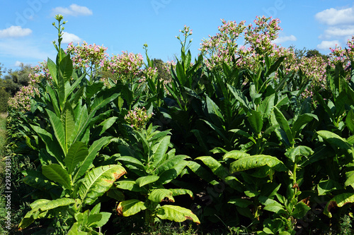 Field with many tobacco plants in summer