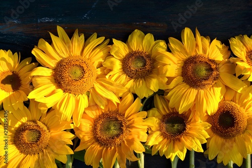 Sonnenblumen
