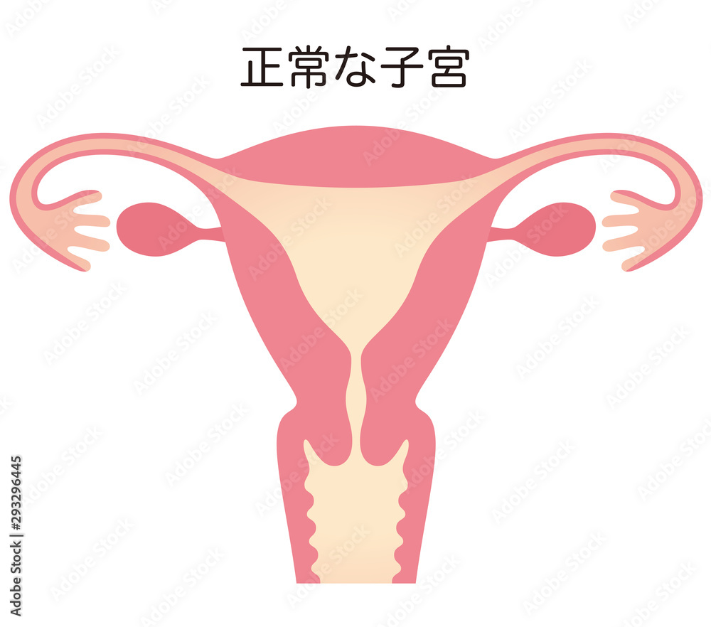 正常な子宮 Stock イラスト Adobe Stock