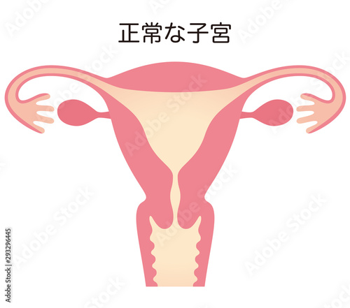 正常な子宮 Stock イラスト Adobe Stock