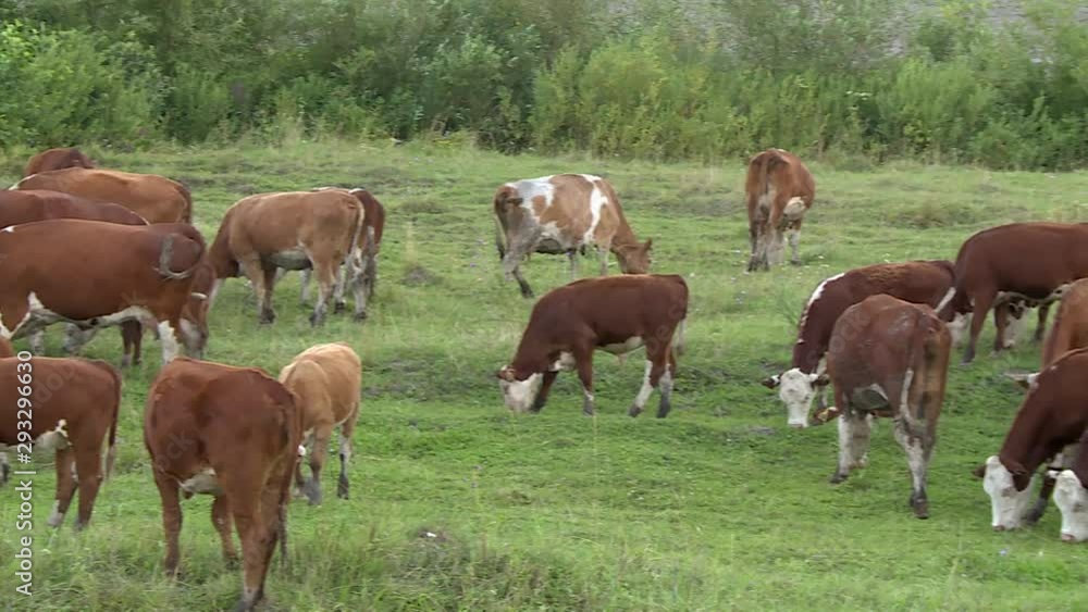 Kine. Herd. Green meadow. Grazing Cow Herd. A Herd Of Cows In The Field. Livestock. The Cow Eats Grass. Kine. Herd. Green meadow. Grazing Cow Herd. A Herd Of Cows In The Field. Livestock. The Cow Eats Grass.
