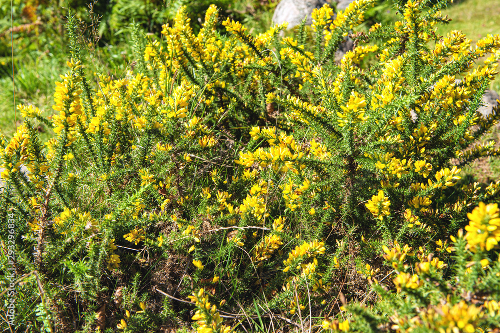 Obraz premium Broom flower in summer season