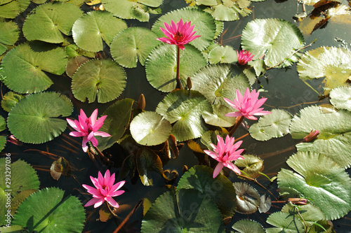 pink waterlilly or pink lotus flowers in pond with green leaves