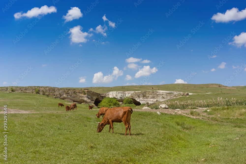 Fototapeta premium Young black bull on a green field background.