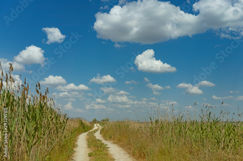 Dirt road in the middle of reeds under the blue sky.
