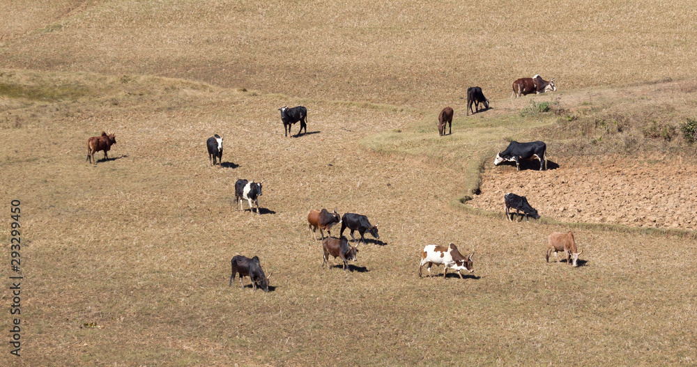 Obraz premium Zebu on Madagascar