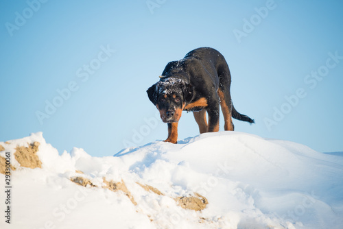 Cute curious young rottweiler dog
