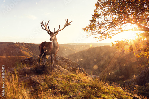 Hirsch zur Herbstzeit auf einer Klippe photo
