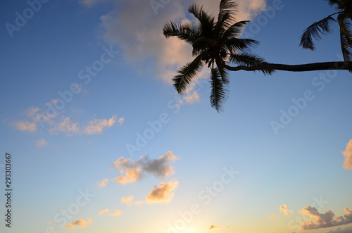 Palm trees and the sunrise