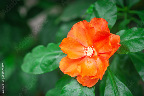 Blooming beautiful orange color flower with green leaf.