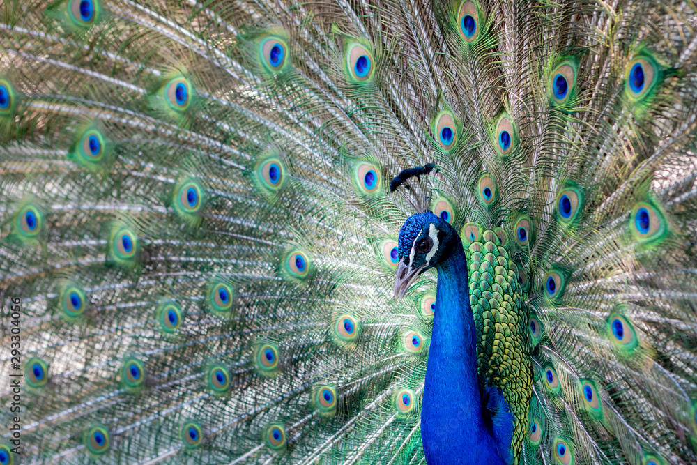 Fototapeta premium Amazing peacock during his exhibition