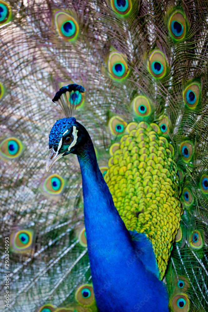 Fototapeta premium Amazing peacock during his exhibition
