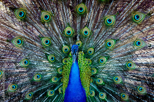 Amazing peacock during his exhibition
