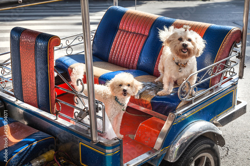 Photography dog in bangkok tuk tuk