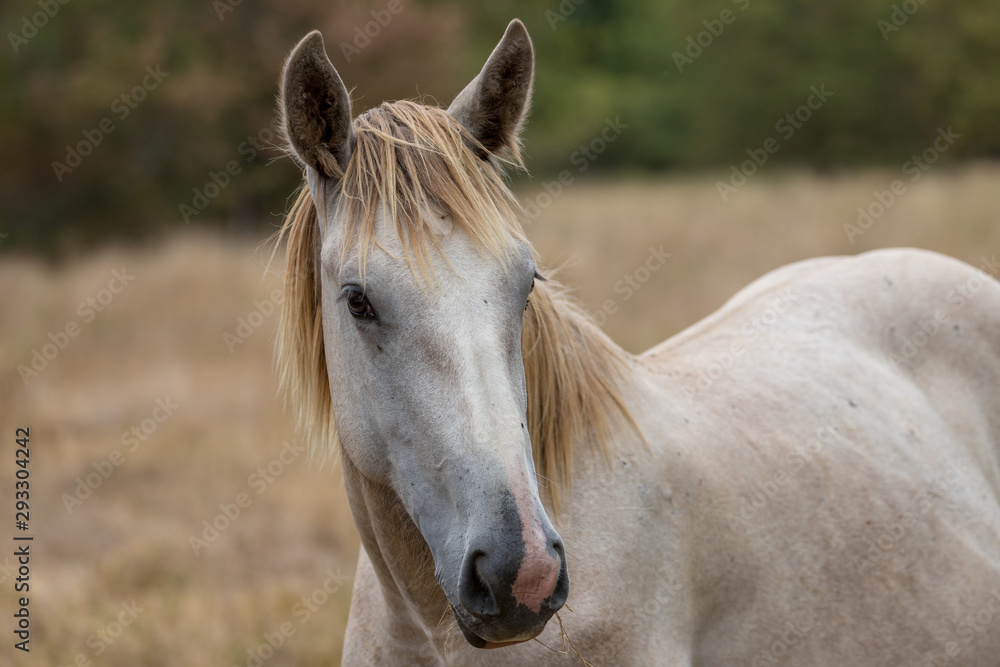 Fototapeta premium Horses grazing in the centre of France.