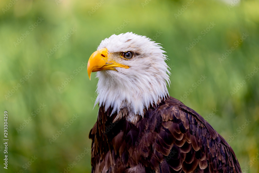 Fototapeta premium American symbol