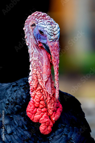 Amazing turkey for thanksgiving