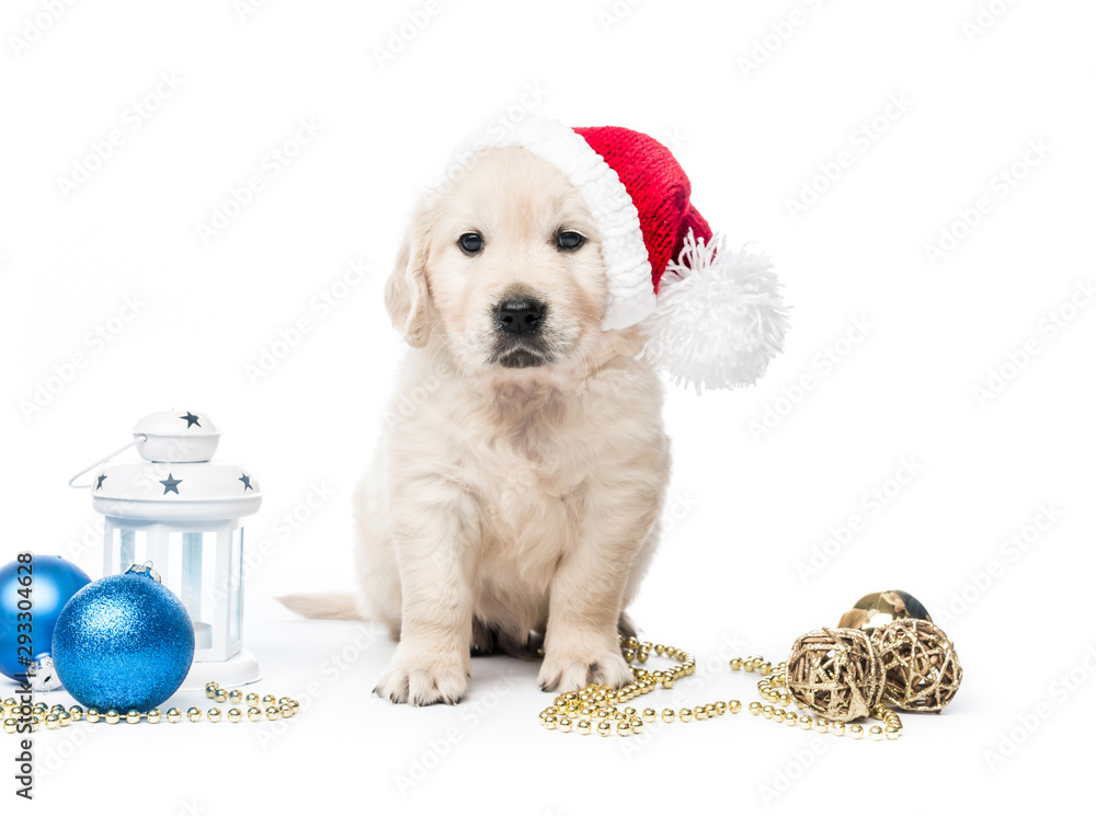 Obraz premium Golden retriever puppy with new year hat and decorations isolated