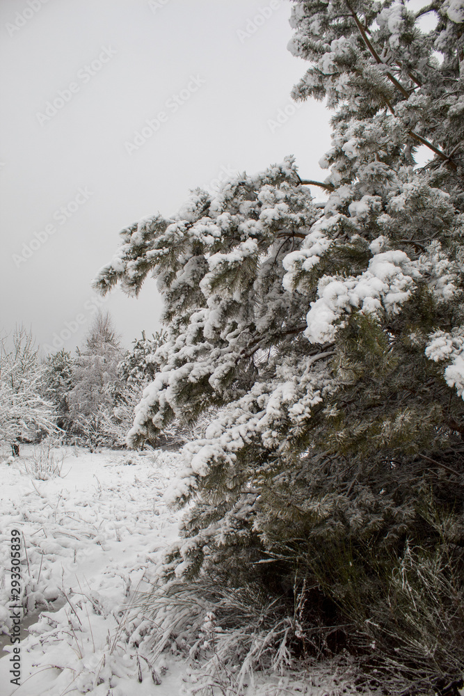 Snowy winter forest during a snowstorm in Europe. Heavy snow storm and blizzard. The beginning of winter is in full swing. Snowy winter forest during a snowstorm in Europe. Heavy snow storm and blizzard. The beginning of winter is in full swing.