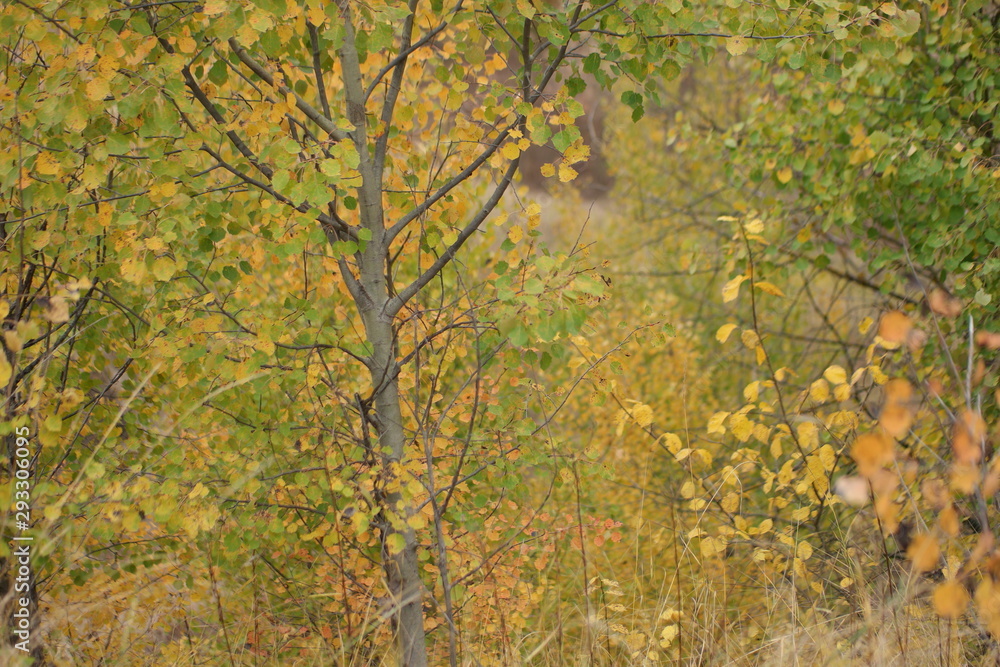 autumn leaves on tree autumn leaves on tree
