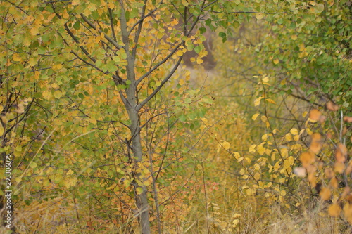 autumn leaves on tree