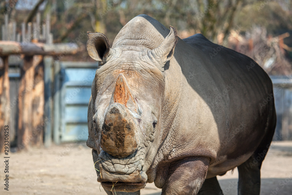 Fototapeta premium portrait of rhinoceros in the zoo