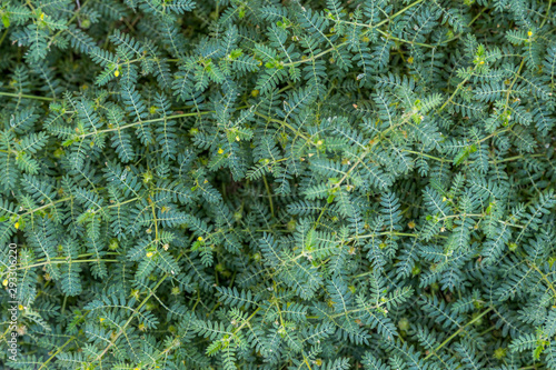 Tackweed bush background with closeup on multiple leafs and flowers. Nature background for mockups.