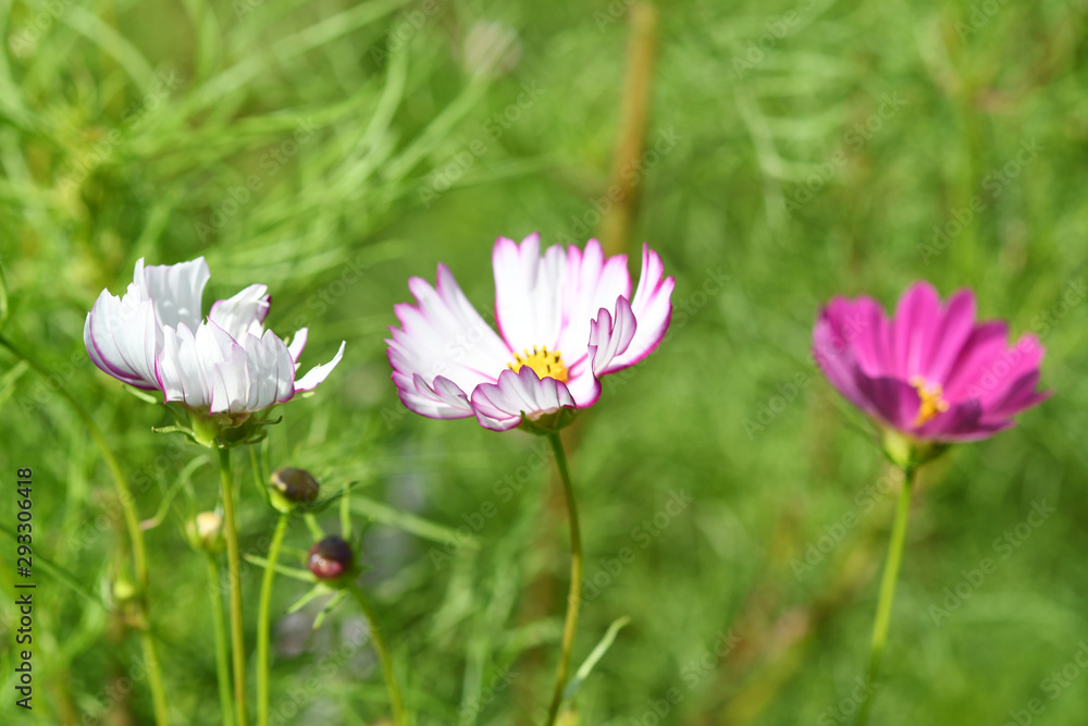 コスモスの花 コスモスの花
