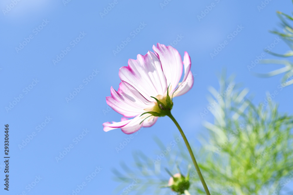 コスモスの花