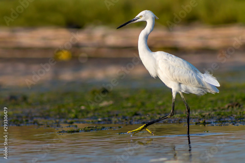 Egret in step