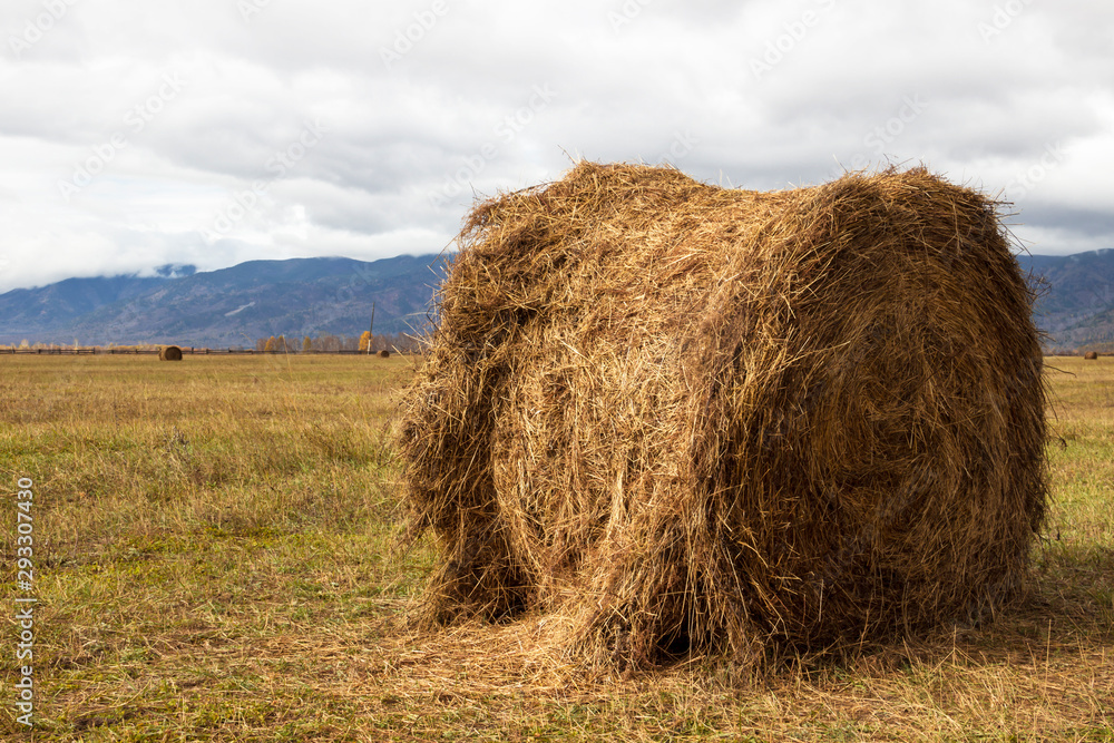 prepared hay bale dries on the field prepared hay bale dries on the field